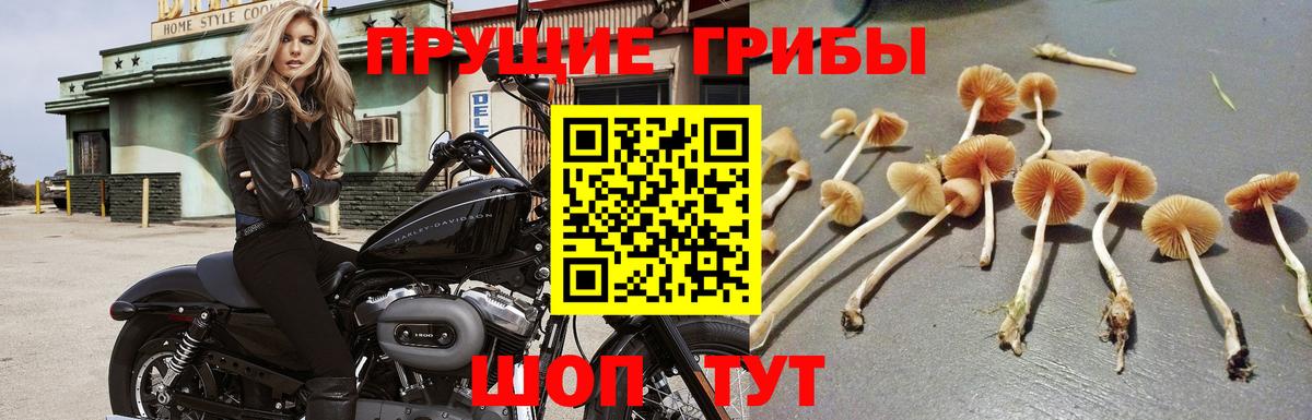 Архангельск  Псилоцибиновые грибы Cubensis  Вход с VPN 